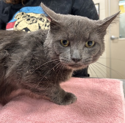 Shelter Stray Male Cat last seen 116th St and N College Ave, HC Strays by Out of County Residents, IN, 10501 Hague Rd, Fishers, IN 46038, USA