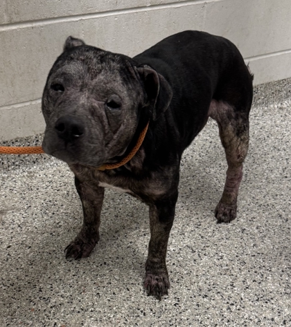 Shelter Stray Female Dog last seen Near Hardesty, 64137, MO, 7077 Elmwood Ave, Kansas City, MO 64132, USA