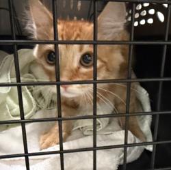 Shelter Stray Unknown Cat last seen Near FOLSOM BLVD, RANCHO CORDOVA, CA 95670, Rancho Cordova, CA, 6201 Florin Perkins Rd, Sacramento, CA 95828, USA