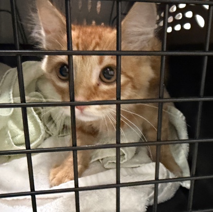 Shelter Stray Unknown Cat last seen Near FOLSOM BLVD, RANCHO CORDOVA, CA 95670, Rancho Cordova, CA, 6201 Florin Perkins Rd, Sacramento, CA 95828, USA