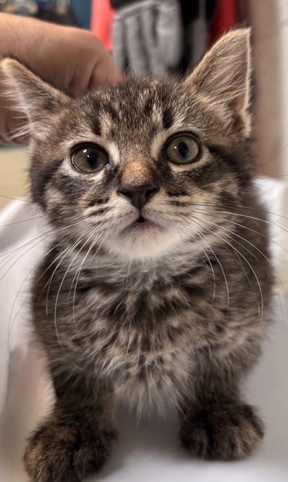 Shelter Stray Male Cat last seen Fairfax, VA, 22030, Willow Cres & Chain Bridge Rd, Fairfax County, VA, 4500 West Ox Rd, Fairfax, VA 22030, USA