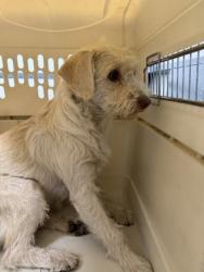 Shelter Stray Female Dog last seen , , CA, 1101 29th Ave, Oakland, CA 94601, USA