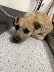 Shelter Stray Male Dog last seen , , CA, 1101 29th Ave, Oakland, CA 94601, USA
