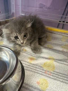 Shelter Stray Male Cat last seen Near N. Davis, CITY of El Paso, TX, 5001 Fred Wilson Ave, El Paso, TX 79906, USA