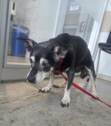 Shelter Stray Female Dog last seen , , TX, 355 Hillshire Dr, Haslet, TX 76052, USA
