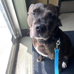 Shelter Stray Male Dog last seen Hauser St & College Blvd, Lenexa, KS, 5424 Antioch Dr, Merriam, KS 66202, USA
