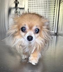 Shelter Stray Male Dog last seen Near Kirkwood Rd, West District, TX, 355 Hillshire Dr, Haslet, TX 76052, USA