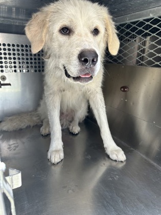 Shelter Stray Male Dog last seen Near E BALTIMORE AVE, Central District,, 355 Hillshire Dr, Haslet, TX 76052, USA