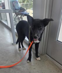 Shelter Stray Female Dog last seen Near Trail Break Dr, North District, TX, 355 Hillshire Dr, Haslet, TX 76052, USA