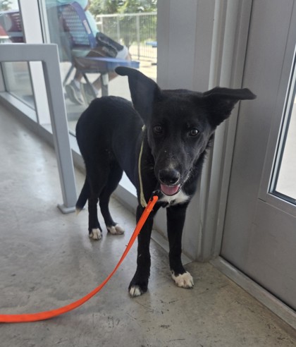 Shelter Stray Female Dog last seen Near Trail Break Dr, North District, TX, 355 Hillshire Dr, Haslet, TX 76052, USA