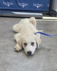 Shelter Stray Male Dog last seen Near Lone Star Cir - Texas Motor Speedway, North District, TX, 355 Hillshire Dr, Haslet, TX 76052, USA