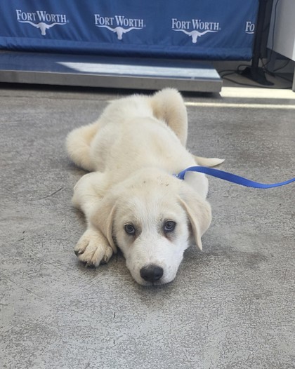 Shelter Stray Male Dog last seen Near Lone Star Cir - Texas Motor Speedway, North District, TX, 355 Hillshire Dr, Haslet, TX 76052, USA