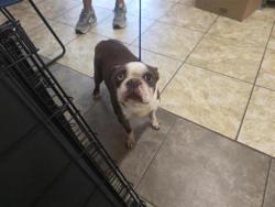 Shelter Stray Male Dog last seen Near block Magan Ln, Jarrell, Williamson County, TX, 1855 SE Inner Loop, Georgetown, TX 78626, USA