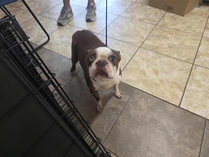 Shelter Stray Male Dog last seen Near block Magan Ln, Jarrell, Williamson County, TX, 1855 SE Inner Loop, Georgetown, TX 78626, USA