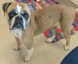 Shelter Stray Female Dog last seen Near Snow Dr, 75150, TX, 1650 Gross Rd, Mesquite, TX 75149, USA