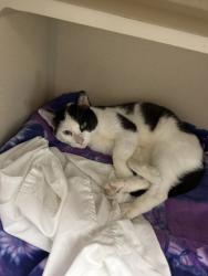 Shelter Stray Unknown Cat last seen Near Carkson park Dr., City of Eau Claire, WI, 3900 Old Town Hall Rd, Eau Claire, WI 54701, USA