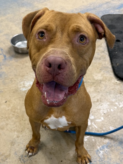 Shelter Stray Female Dog last seen Near W DEER TRAIL LN, Lecanto, FL, 4030 S Airport Rd, Inverness, FL 34450, USA