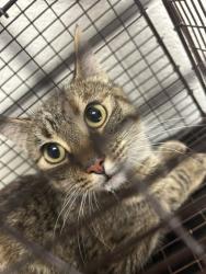 Shelter Stray Female Cat last seen Near Tillery Rd Apt 103, City of Knoxville ASO, TN, 3201 Division St, Knoxville, TN 37919, USA