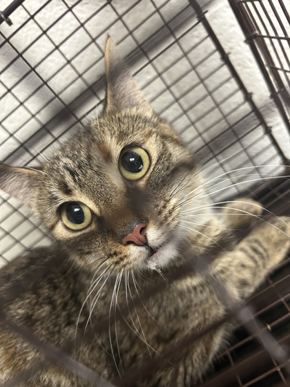 Shelter Stray Female Cat last seen Near Tillery Rd Apt 103, City of Knoxville ASO, TN, 3201 Division St, Knoxville, TN 37919, USA