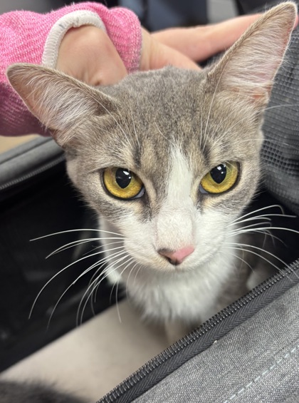 Shelter Stray Female Cat last seen Near Indian Creeek Drive, Clarkston 30021, 30021, GA, 3280 Chamblee Dunwoody Rd, Chamblee, GA 30341, USA