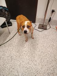 Shelter Stray Male Dog last seen Near Dunlap Ave., East Point, GA, 1251 Fulton Industrial Blvd NW, Atlanta, GA 30336, USA