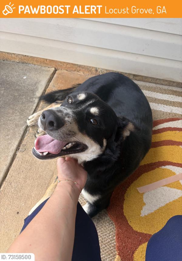 Found/Stray Male Dog last seen Near Larkspur Dr., Locust Grove, GA 30248, Locust Grove, GA 30248