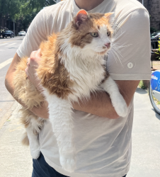 Reunited Male Cat last seen 6th & 7th Ave, Brooklyn, NY 11217