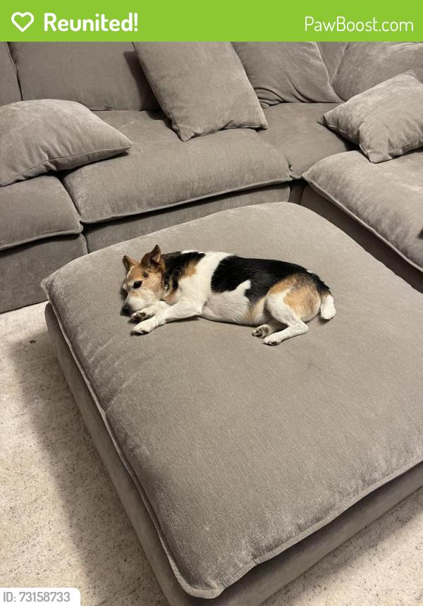 Reunited Male Dog last seen Wood oak dr, Memphis, TN 38016