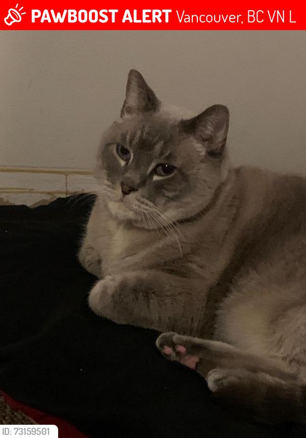 Lost Male Cat last seen Our apmt, Vancouver, BC V5N 1L6