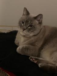 Lost Male Cat last seen Our apmt, Vancouver, BC V5N 1L6
