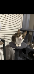 Lost Female Cat last seen W Viento st, Mountain House, CA 94514