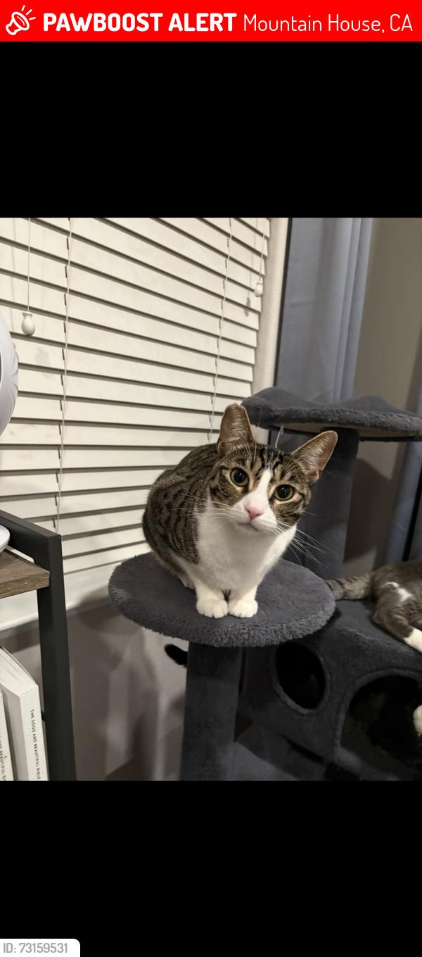 Lost Female Cat last seen W Viento st, Mountain House, CA 94514