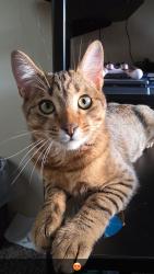 Lost Male Cat last seen Prince and Belleview, Littleton, CO 80123