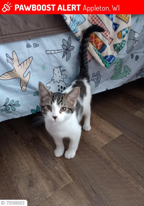 Lost Male Cat last seen Between John Street and College Ave, Appleton, WI 54915