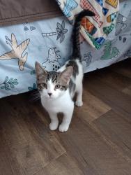 Lost Male Cat last seen Between John Street and College Ave, Appleton, WI 54915