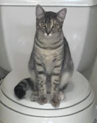 Lost Female Cat last seen Gratton, Denair, CA 95316