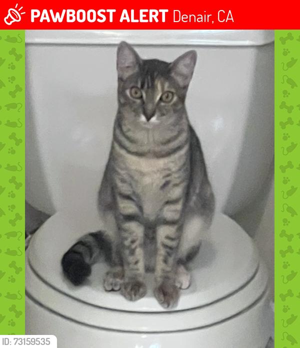 Lost Female Cat last seen Gratton, Denair, CA 95316