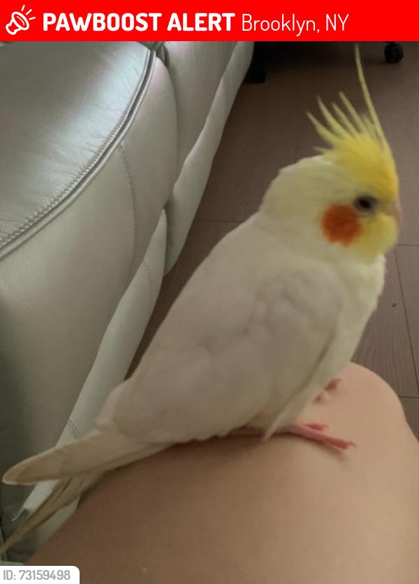 Lost Male Bird last seen Neptune Ave, Brooklyn, NY 11224