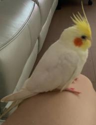 Lost Male Bird last seen Neptune Ave, Brooklyn, NY 11224