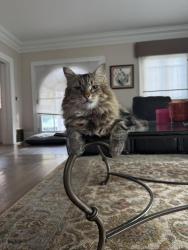 Lost Male Cat last seen The Alameda, San Jose, CA 95126