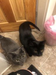 Reunited Female Cat last seen Springbank wharncliffe, London, ON N6J 1A5