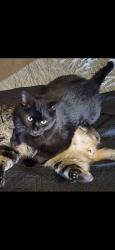 Lost Male Cat last seen In Villages of Berry Creek near hwy, Georgetown, TX 78628