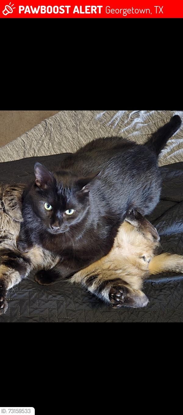 Lost Male Cat last seen In Villages of Berry Creek near hwy, Georgetown, TX 78628