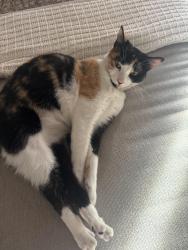 Lost Female Cat last seen Covert and Kiernan, Modesto, CA 95358