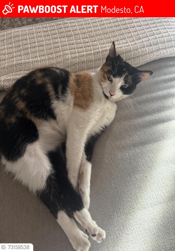 Lost Female Cat last seen Covert and Kiernan, Modesto, CA 95358