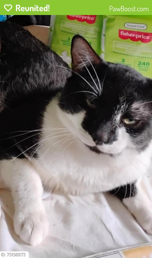 Reunited Male Cat last seen Near N Daisy Ave, Santa Ana, CA 92703, USA, Santa Ana, CA 92703