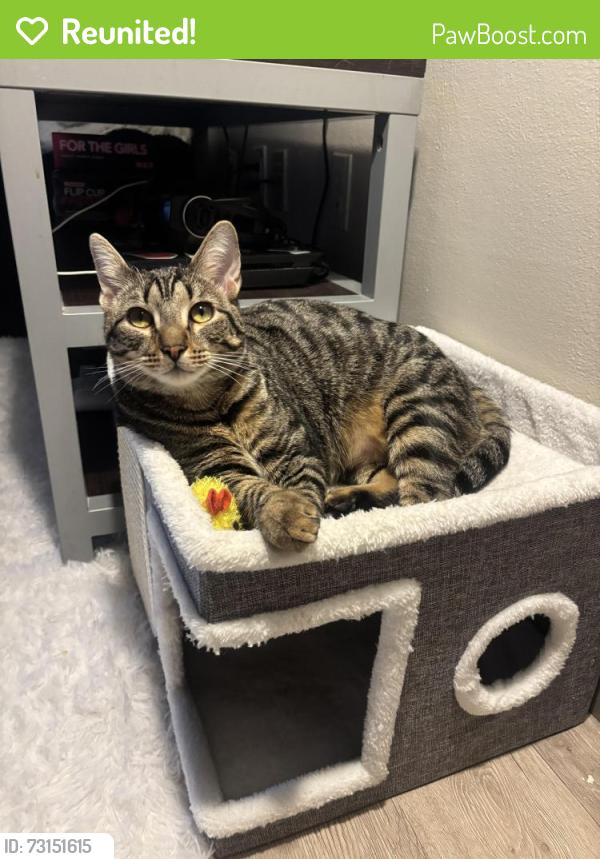 Reunited Male Cat last seen Terrace view apmts, Blacksburg, VA 24060