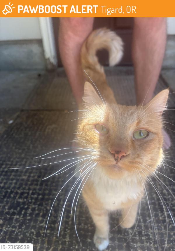 Found/Stray Unknown Cat last seen Tigard Lowe’s, Tigard, OR 97223