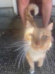 Found/Stray Unknown Cat last seen Tigard Lowe’s, Tigard, OR 97223