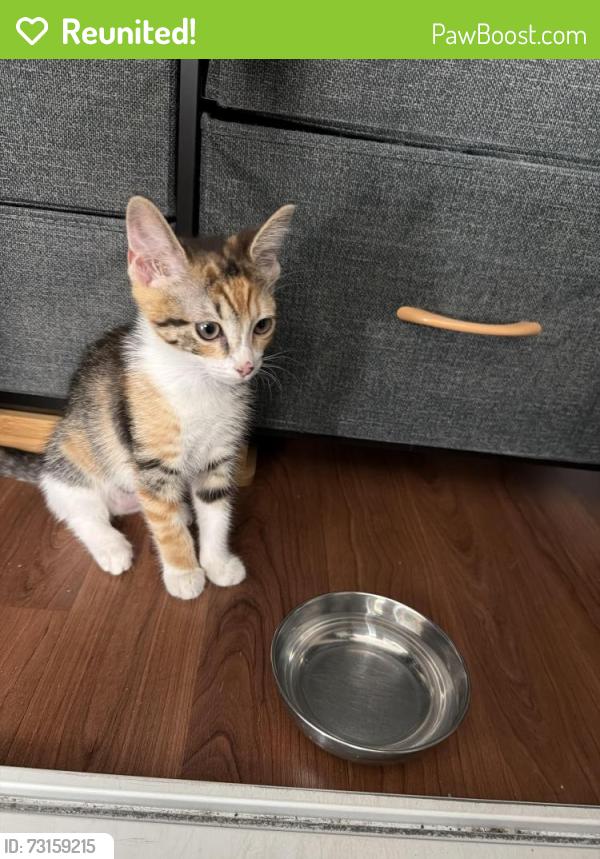 Reunited Female Cat last seen Swan Street, Westminster, CA 92683